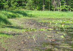 Wetlands in drought conditions