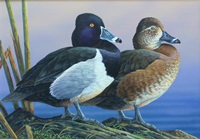 2015 WI Duck Stamp - Doughty