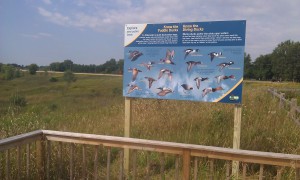 Duck ID panels at Abrams Project viewing platform...