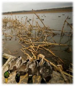Selective harvest of drakes is a long-standing tradition of skilled waterfowlers...