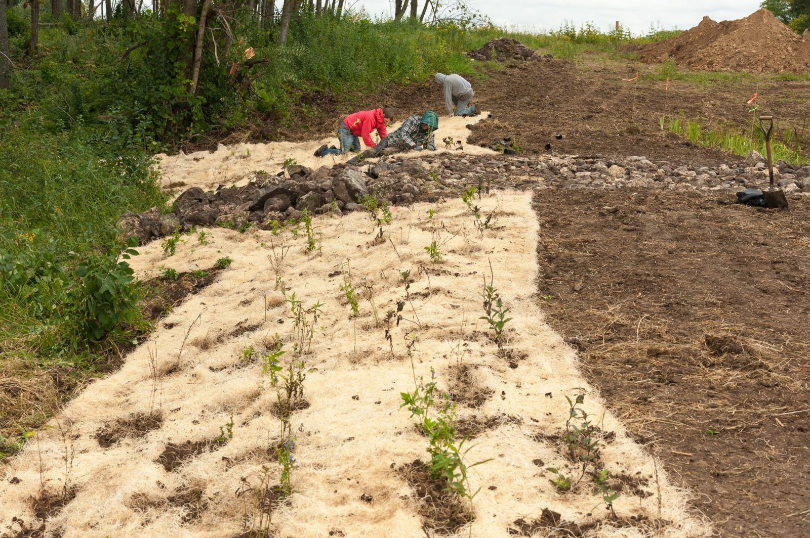 Replanting native vegetative cover