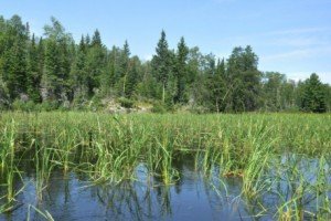 wild-rice-growing