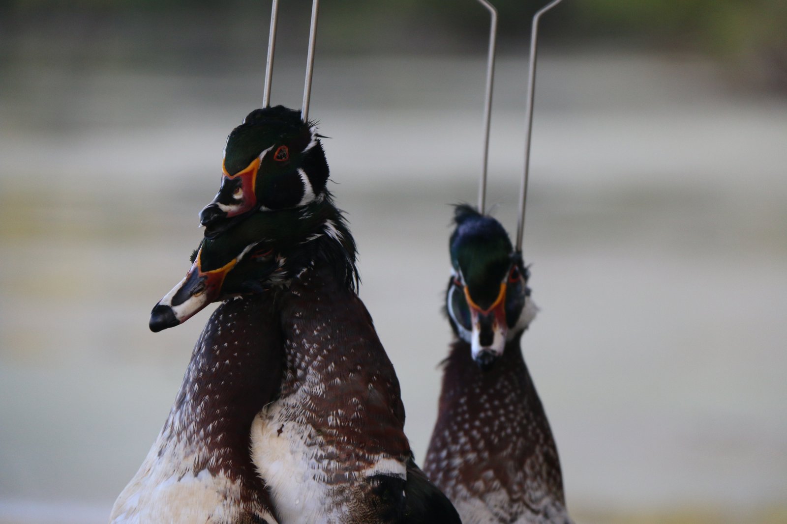 2019 Calendar Photos Wisconsin Waterfowl Association