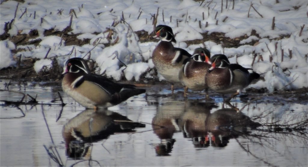 DSC03473 Wisconsin Waterfowl Association