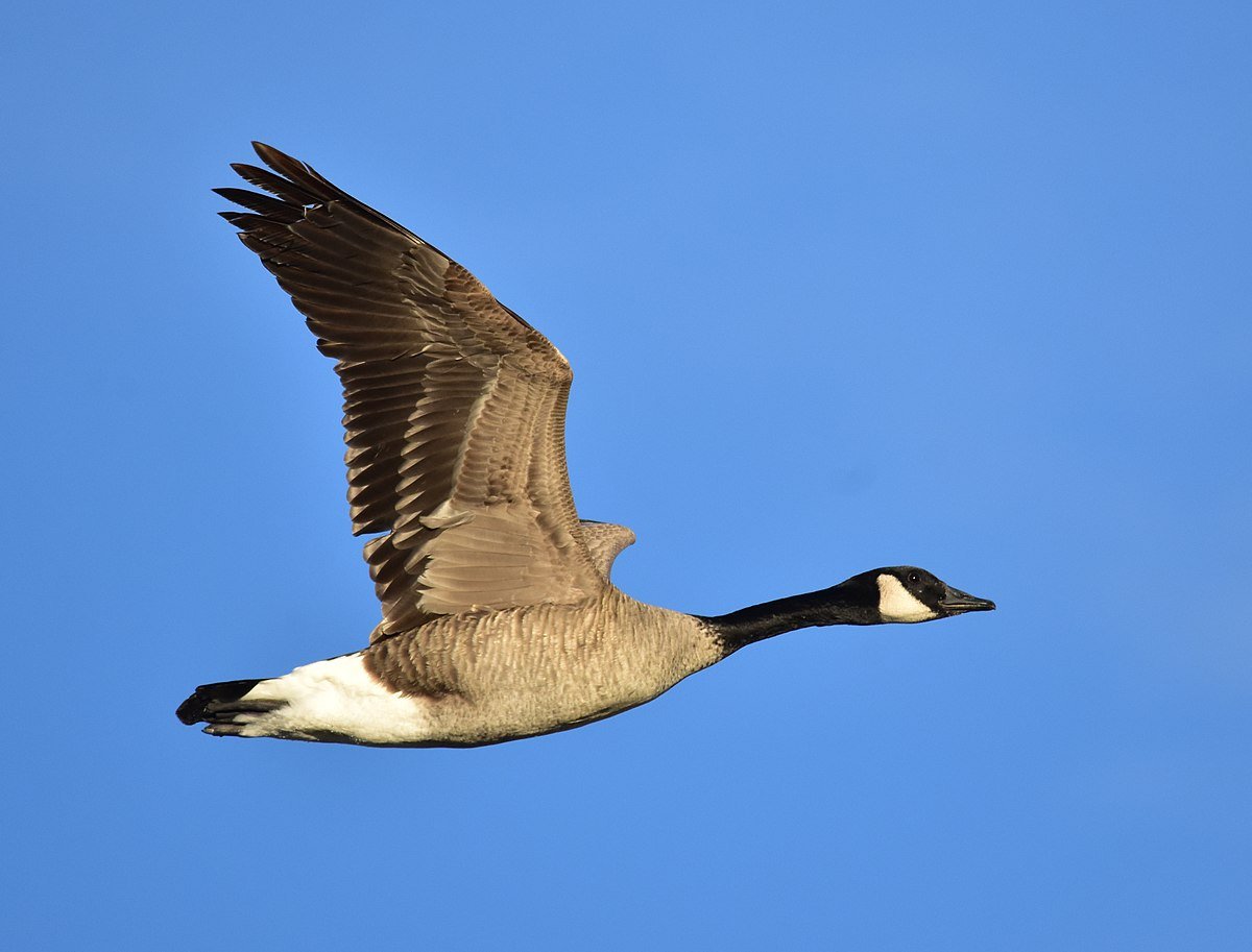 Summer's End Means Early Season Hunting Soon Wisconsin Waterfowl
