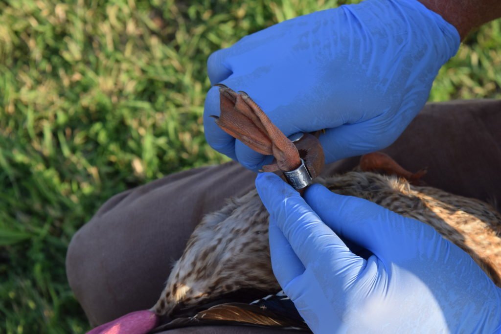 Duck Banding Tradition - Wisconsin Waterfowl Association