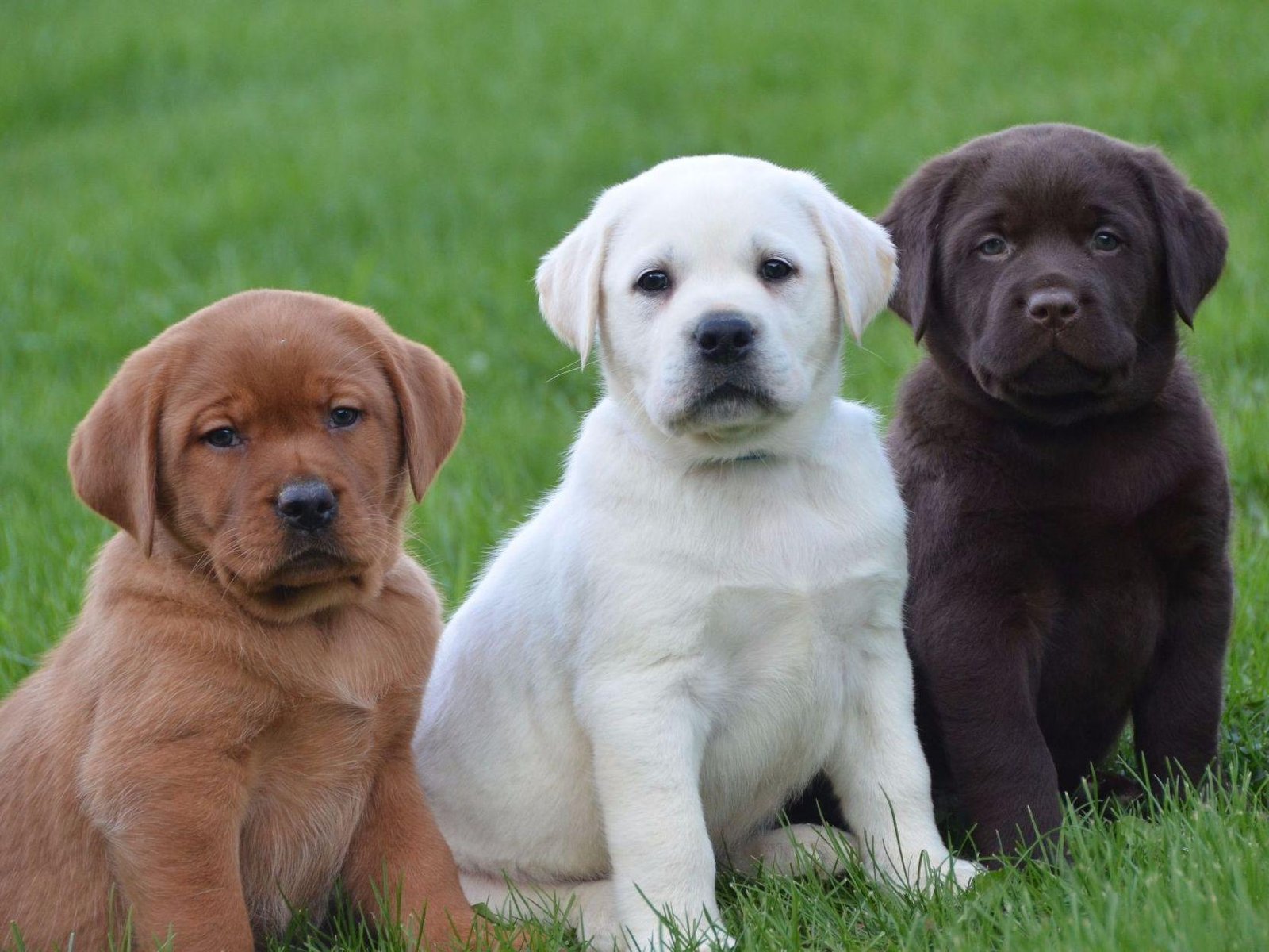 What Color Labrador Is The Best What Color Labrador Is The Best