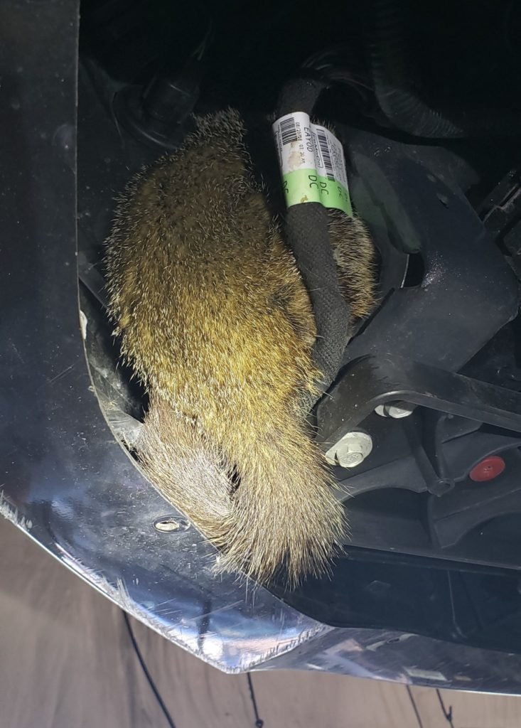 Photo 2 Woodchuck at car dealer in Janesville Wisconsin Waterfowl