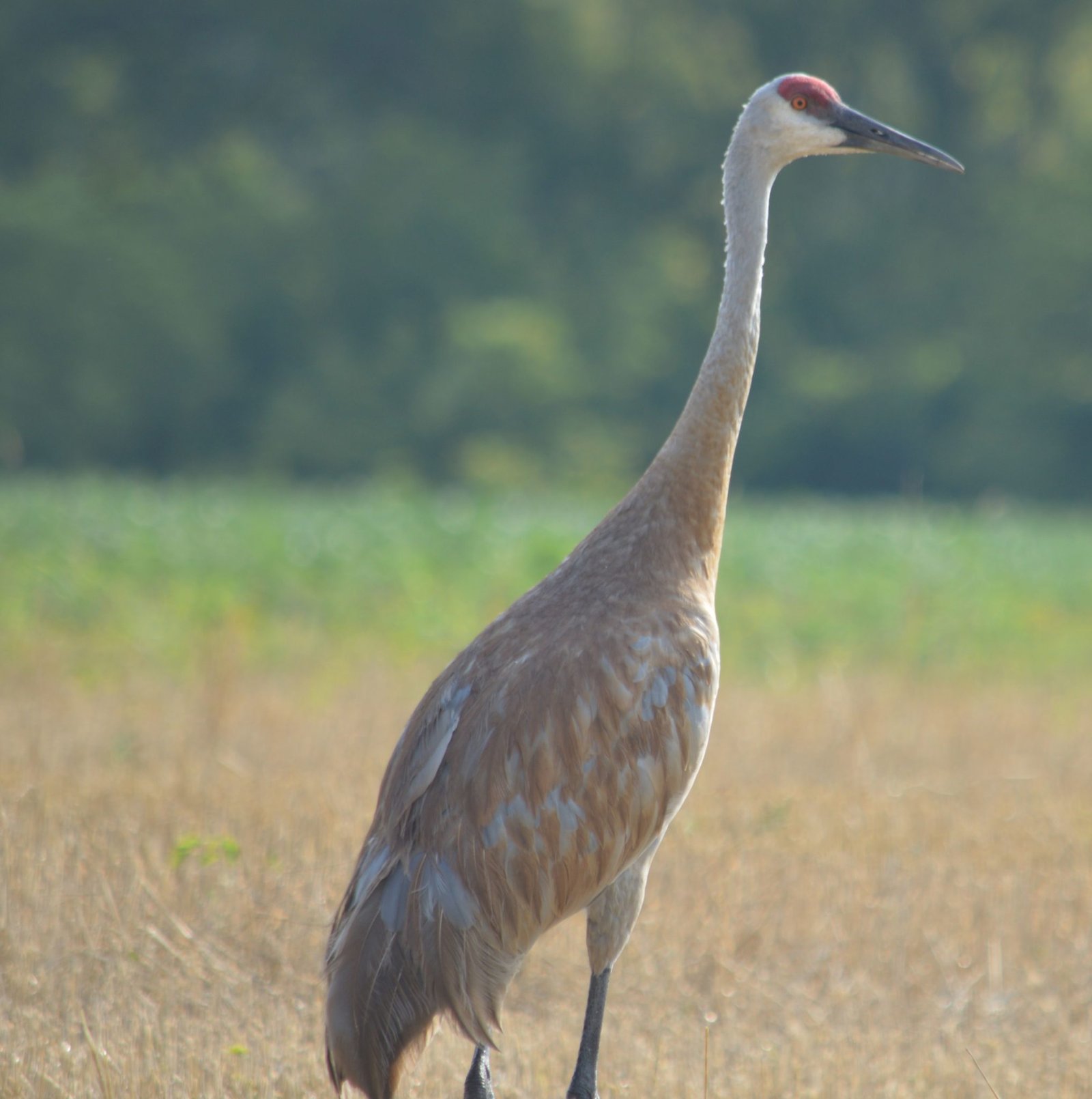 Sandhill Crane Hunt in Wisconsin? Part II History and Biology