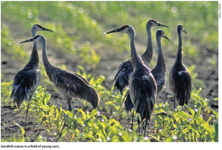 Sandhill Crane Hunt in Wisconsin Wisconsin Waterfowl Association
