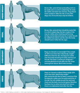 Dog body condition score Feeding Your Hunting Dog