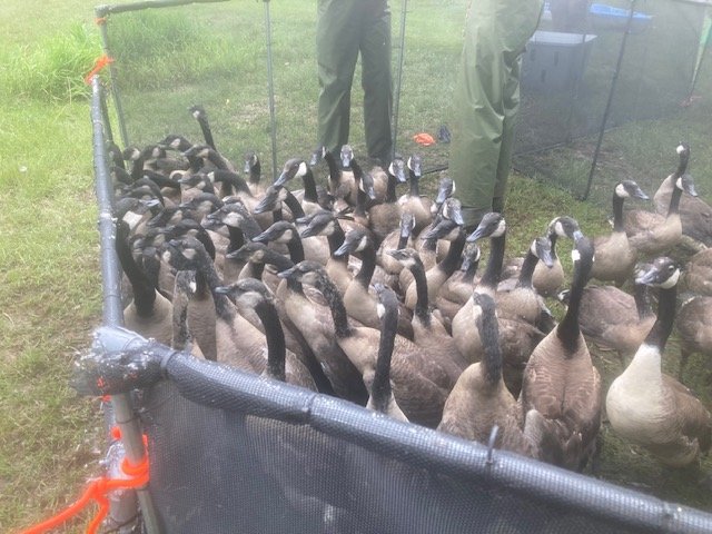 What Season Is It? - Wisconsin Waterfowl Association